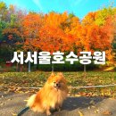 서서울호수동물병원 | 서울단풍명소 애견동반가을여행지 서울애견동반가볼만한곳 서서울호수공원 단풍 실시간