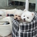 두치와 모모
