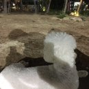 까비애견 이미지