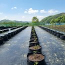 송전농장 이미지