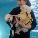 쭈애견미용 | 칠곡애견카페 컴페니언 애견수영장 후기