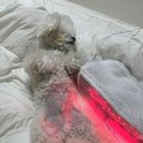 레이 펫 | 강아지 슬개골&amp;디스크 홈케어 ‘닥터펫 펫큐어레이’ 실사용 후기