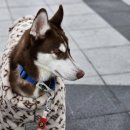 포켓불독 이미지