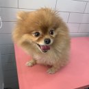 엘로이펫(L.ROYpet) | [수락산역 애견미용실 / 엘로이펫] 포메_까미/포메미용/포메/L.ROYpet