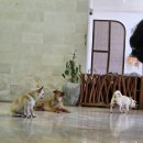 The best puppy | 발리 짱구&amp;울루와뚜 여행 추천 코스! 퍼피요가 예약 방법 및 후기