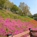 꽃길따라 이미지