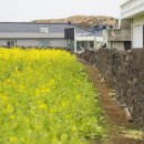[(여행)] 봄향기 뿜뿜! 제주 사진찍기 좋은 유채꽃밭 4 이미지