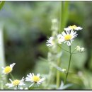 모동모동 이미지