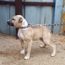 GR kennel 이미지