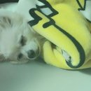 해피바우 애견유치원 이미지