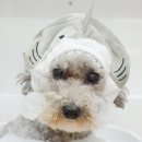 러브썸그루밍샵 이미지