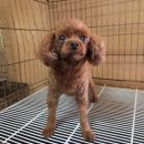 사파동225 이미지