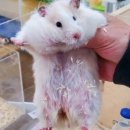 로던트클럽화정