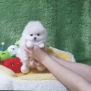 엔젤펫애견샵 | 광주 애견샵 펫왕국 방문 후기