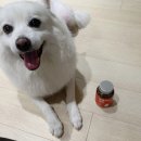 강아지심장영양제 '헬로마이펫 멍뭉케어 심장' 다이소추천템 후기
