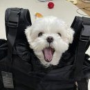 슬개골수술 후 2달째 후기 합정 아이엠동물병원