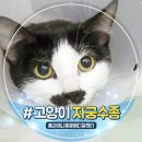 몽이냥이 | 안산 고양이 중성화하러 내원했다가 자궁수종을 이겨낸 실제 후기