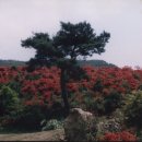 아름다운 농원 Daum카페
