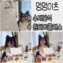 펫푸드스타일리스트와 함께하는 반려동물 수제 간식 만들기부터 창업까지 (2편) | 안양 광명 원데이클래스 멍멍이츠 반려견동반 펫푸드 멍치킨 만들기