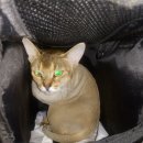 야옹아 놀자 이미지