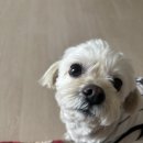 뷰티펫 | [연산동] 개꿀 펫 뷰티 시댁 소중한 말티푸, 위생미용 실제 후기