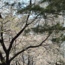 홍제3교 공중화장실 | 2026 양재천 벚꽃축제 4월 실시간 상황! 주차장부터 명당까지 완벽 정리