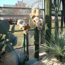 함평국화축제 이미지