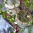 홍이마켓 이미지