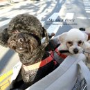 언니네 애견미용실 이미지