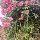 도당산 장미공원 축제이야기 부천 도당산 장미공원을 아시나요! 이미지