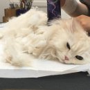 스프링그루밍 이미지