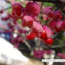 까치울초 이미지