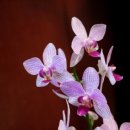 우솔한의원 이미지