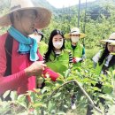 영중농장 이미지