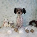 소중한 개 이미지