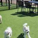 어뮤즈퍼피 이미지