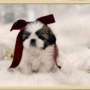 시츄언니 이미지