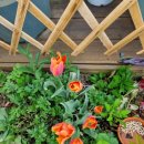 장미정원민박 이미지