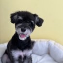 슈나애견미용 | 귀여운 아기 슈나우저 미용 강아지 미용실 영등포 양평동 당산역 양평역