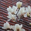 개나리공원2 이미지