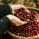 허니농장 이미지