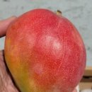 애플망고 이미지