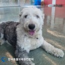 동물보육원 이미지