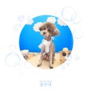 서현애견미용실 이미지