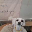 도연애견샵 이미지