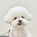 오룡애견미용 이미지