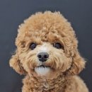 예쁘개해줄개 이미지