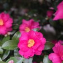 화랑목장 | 제주 태교여행 (베이커블 픽업방법, 아침미소 목장, 공새미59, 동백포레스트, 바이나흐튼 크리스마스...