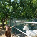 고성리산양목장 이미지