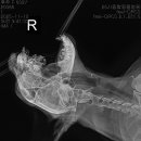 동물병원 All Pets 이미지